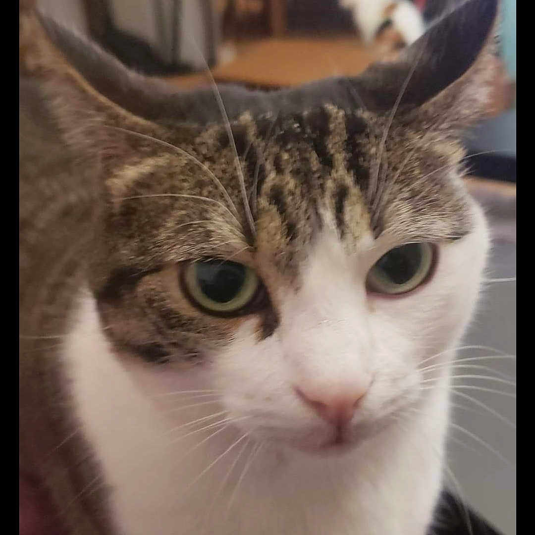 Myosis a rejoint le concours — aidez-le/la à gagner de superbes lots ! animal, another_cat, blurred_background, bookshelf, cat, close_up, cozy, curious, ears, eyes, feline, fur, home, indoor, nose, pet, portrait, tabby, whiskers, white