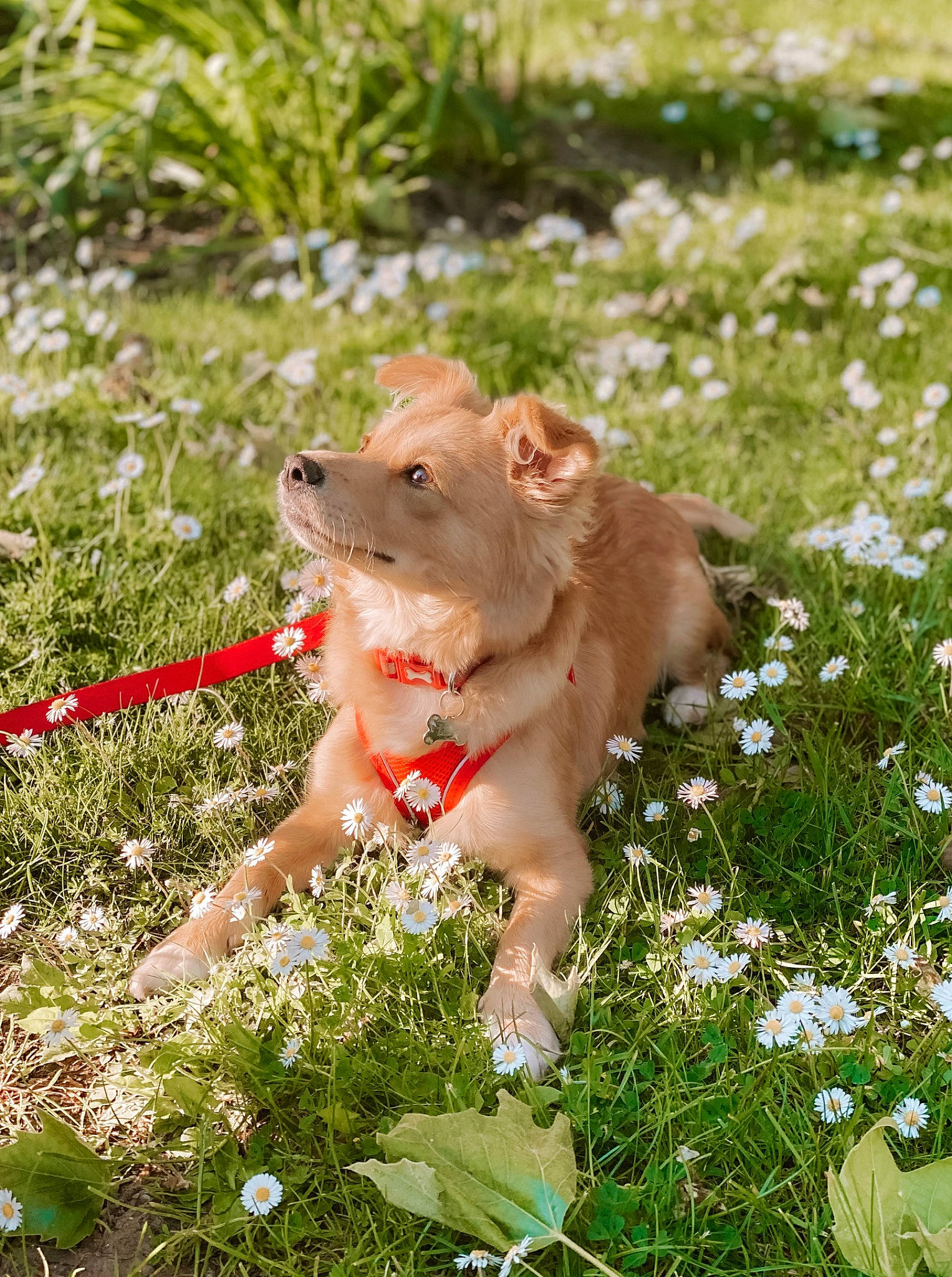 Lili is registered to the contest to win money with this photo: carnivore, collar, companion_dog, dog, dog_breed, dog_collar, fawn, flower, grass, grassland, groundcover, happy, herbaceous_plant, meadow, people_in_nature, petal, plant, snout, tail, working_animal