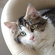 Vasco participe au concours pour gagner de l'argent avec cette photo : cat, fluffy, green_eyes, close_up, leather_chair, indoor, pet, whiskers, curious, feline, tabby, white_fur, relaxed, cute, soft_light, portrait, animal, domestic, cozy, resting