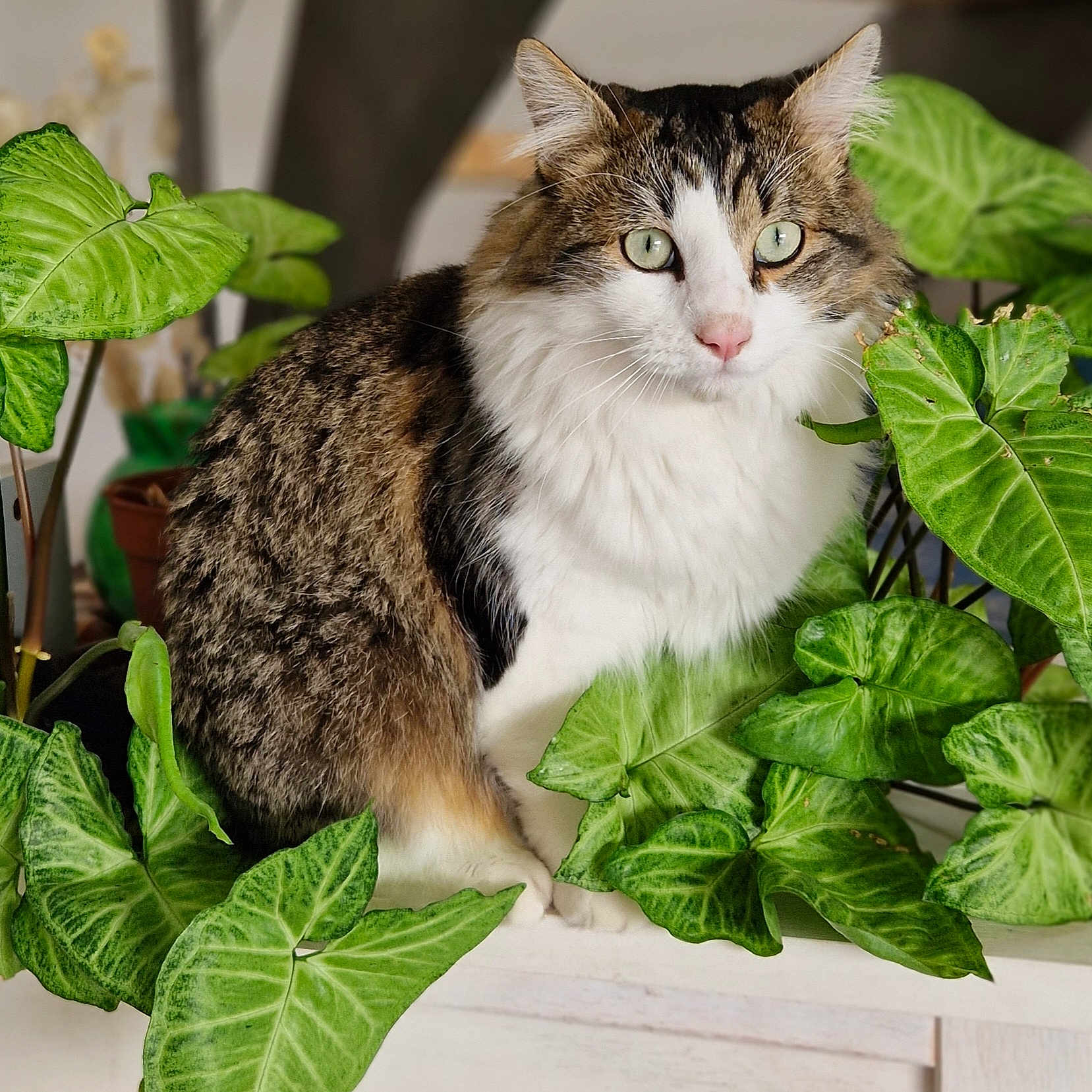 Vasco participe au concours pour gagner de l'argent avec cette photo : animal, brown_fur, cat, close_up, curious, cute, domestic, feline, fluffy, green_eyes, houseplant, indoor, leaves, nature, pet, plant_pot, portrait, resting, tabby, white_fur
