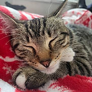 Duchesse a rejoint le concours — aidez-le/la à gagner de superbes lots ! cat, tabby, sleeping, close_up, whiskers, paw, fur, cute, pet, animal, indoor, cozy, blanket, red, white, resting, nap, soft, cute_pet, domestic_cat