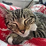 cat, tabby, sleeping, close_up, whiskers, paw, fur, cute, pet, animal, indoor, cozy, blanket, red, white, resting, nap, soft, cute_pet, domestic_cat