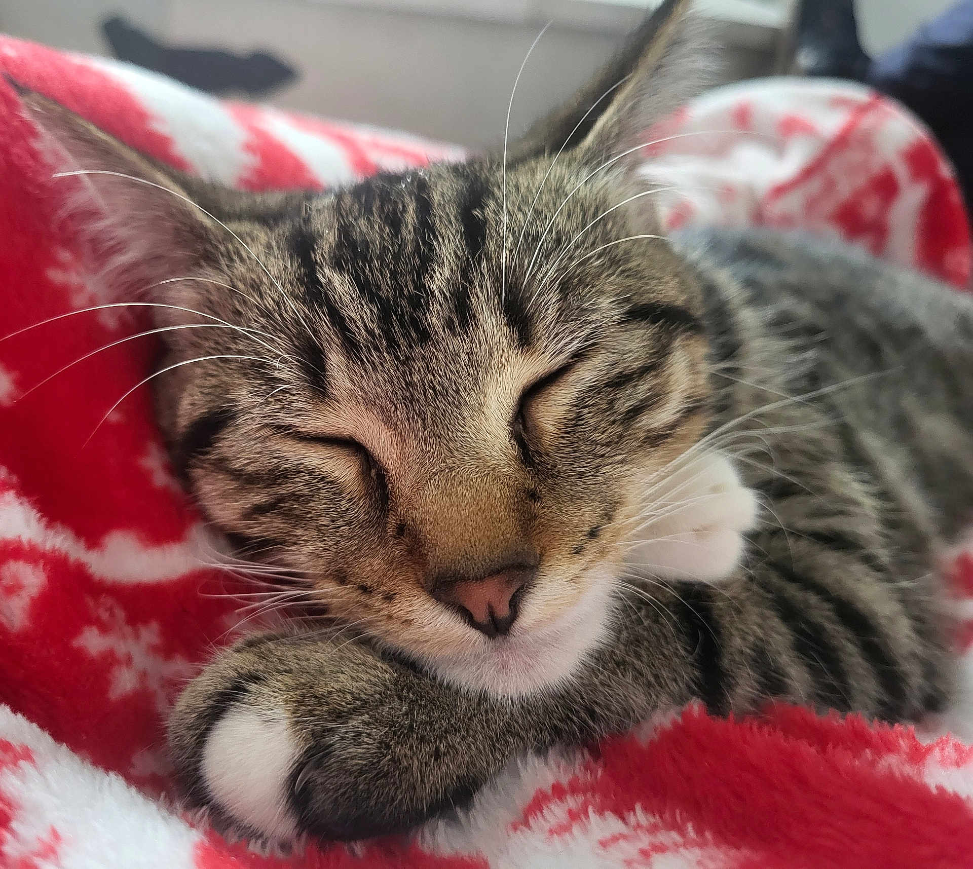 Duchesse a rejoint le concours — aidez-le/la à gagner de superbes lots ! cat, tabby, sleeping, close_up, whiskers, paw, fur, cute, pet, animal, indoor, cozy, blanket, red, white, resting, nap, soft, cute_pet, domestic_cat