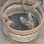 Duchesse participe au concours pour gagner de l'argent avec cette photo : animal, basket, cat, cozy, curious, cute, domestic_cat, ears, floor, fur, home, indoor, kitten, looking_up, pet, playful, resting, small, tabby, woven_basket