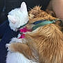 white_cat, golden_dog, pets, cuddling, lap, fur, collars, harness, animal_companions, close_up, indoor, legs, friendship, comfort, relaxation, car_interior, domestic_animals, cute, snuggle, fluffy