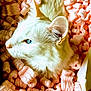 cat, white_cat, blue_eyes, packing_peanuts, pink, close_up, pet, feline, whiskers, ear, snout, fur, animal, indoor, cute, relaxed, portrait, looking_away, soft_texture, box