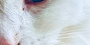 Lilly is registered to the contest to win money with this photo: cat, close_up, white_fur, blue_eye, whiskers, nose, pet, animal, feline, soft_texture, macro, portrait, cute, domestic_cat, face, fur, whisker_detail, eye_detail, pink_nose, fluffy