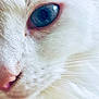 cat, close_up, white_fur, blue_eye, whiskers, nose, pet, animal, feline, soft_texture, macro, portrait, cute, domestic_cat, face, fur, whisker_detail, eye_detail, pink_nose, fluffy