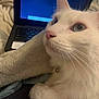 cat, white_cat, blue_eyes, close_up, blanket, laptop, indoor, pet, feline, whiskers, fur, resting, collar, domestic_animal, cozy, comfort, cute, animal, home, relaxed