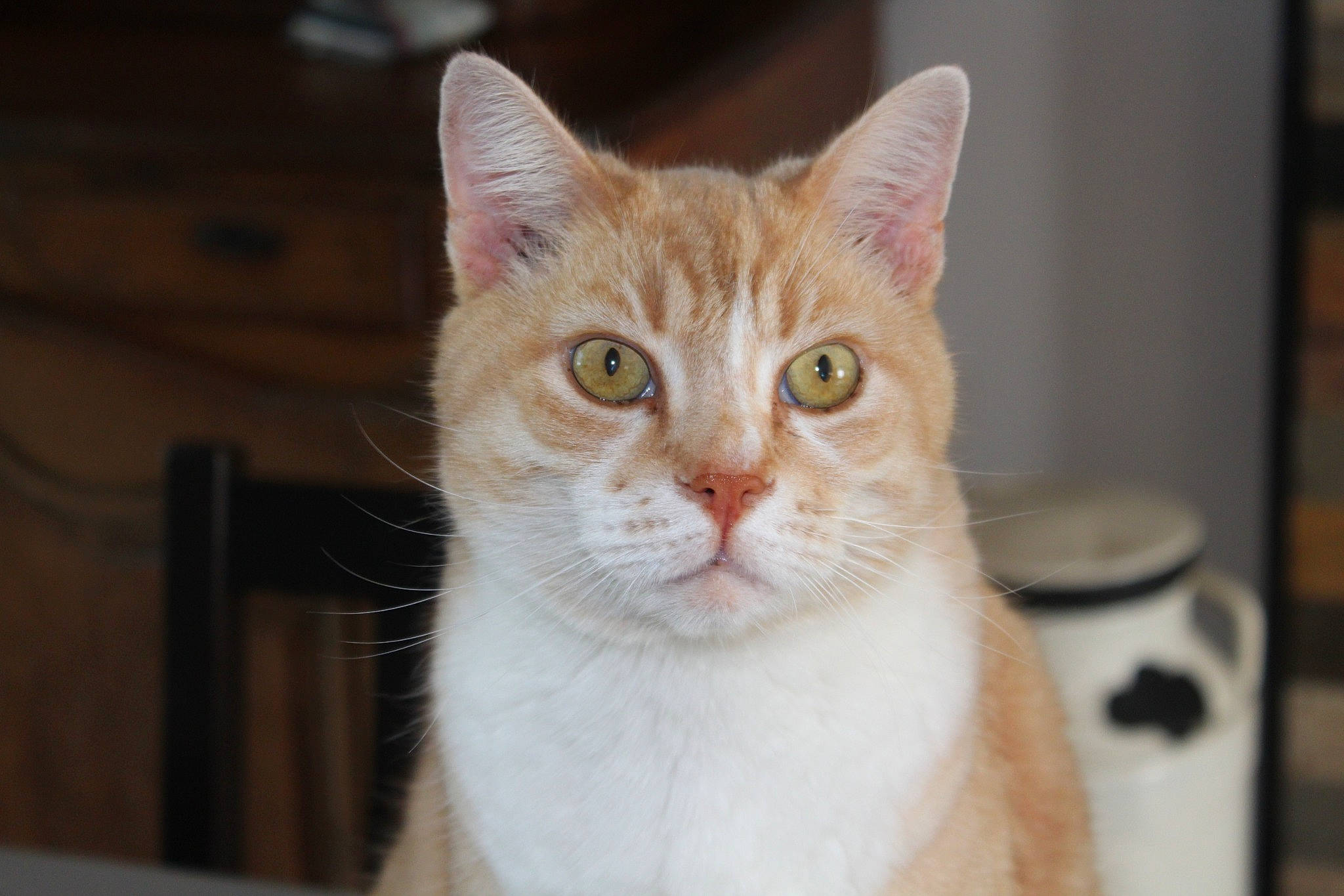 Caramel a rejoint le concours — aidez-le/la à gagner de superbes lots ! carnivore, cat, collar, domestic_short_haired_cat, fang, fawn, felidae, fur, small_to_medium_sized_cats, snout, tail, terrestrial_animal, whiskers, window, wood