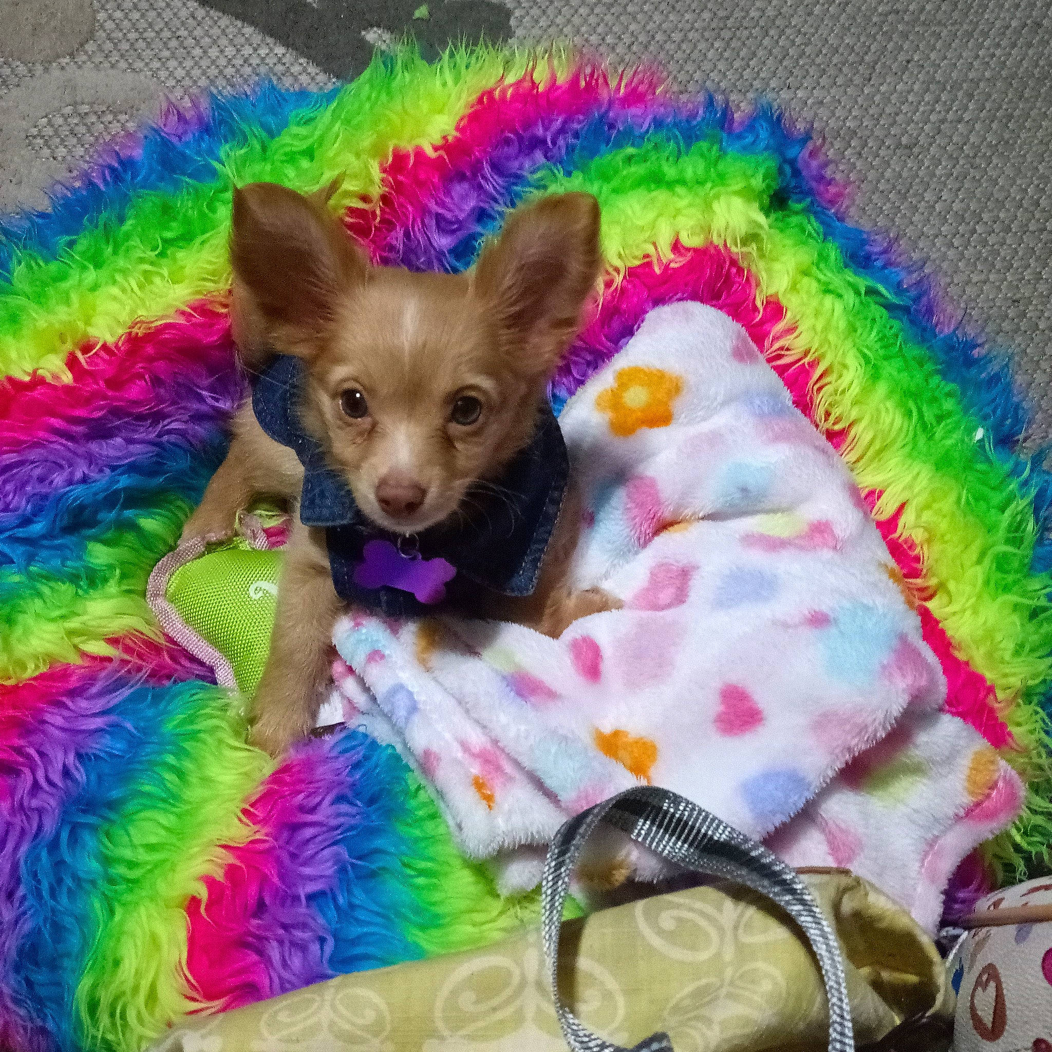 Gigi joined the competition — help win amazing prizes! carnivore, comfort, companion_dog, dog, dog_breed, dog_supply, fawn, felidae, fur, green, linens, magenta, pet_supply, pink, purple, snout, tail, toy_dog, whiskers, working_animal