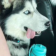 Luke joined the competition — help win amazing prizes! animal, black_and_white_fur, blue_eyes, car_interior, car_seat, close_up, collar, cup_holder, dog, domestic_animal, happy, leather, outdoor_background, pet, seat_belt, siberian_husky, side_profile, tongue_out, water_bottle, window
