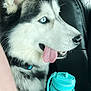 animal, black_and_white_fur, blue_eyes, car_interior, car_seat, close_up, collar, cup_holder, dog, domestic_animal, happy, leather, outdoor_background, pet, seat_belt, siberian_husky, side_profile, tongue_out, water_bottle, window