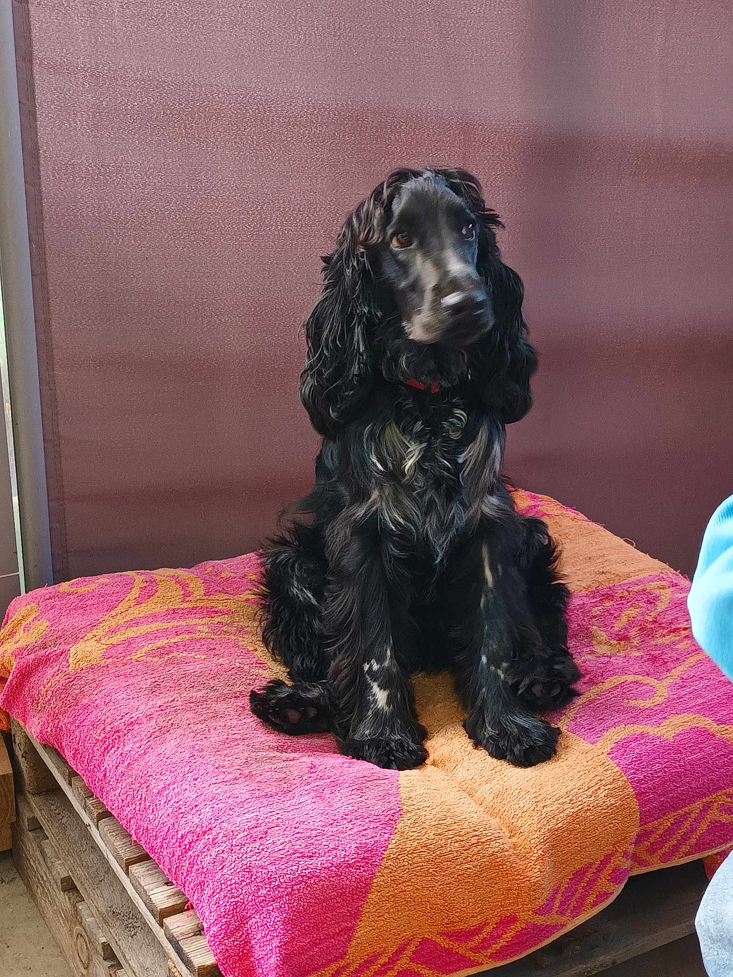 Vaillant a rejoint le concours — aidez-le/la à gagner de superbes lots ! dog, black_dog, pet, towel, wooden_pallet, indoor, fur, sitting, animal, canine, companion, curious, calm, furniture, colorful, pink, orange, brown_background, portrait, domestic_animal