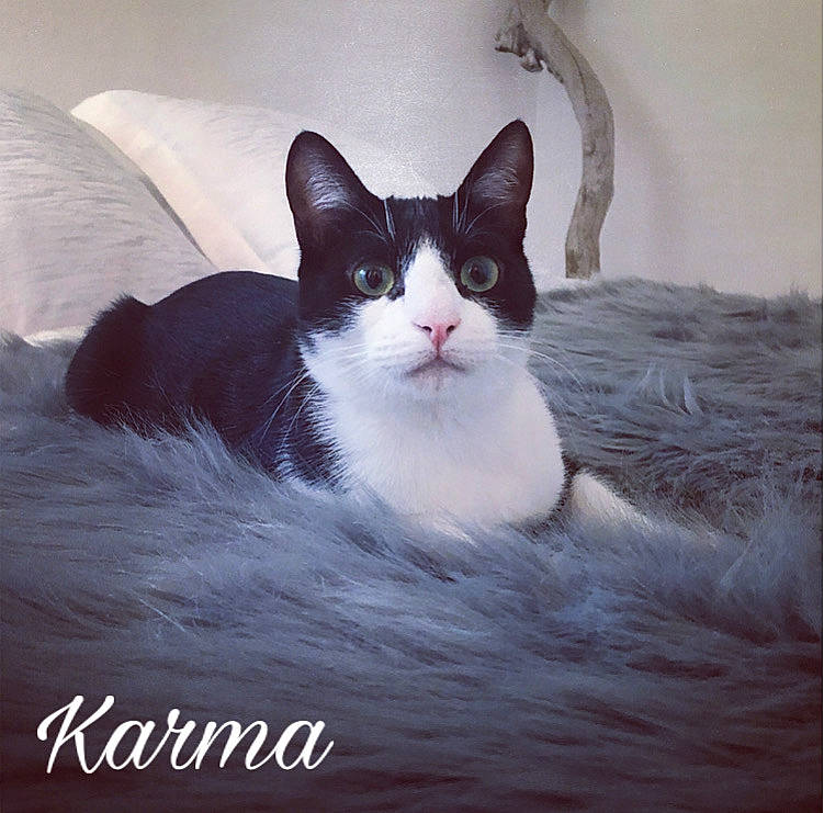Karma a rejoint le concours — aidez-le/la à gagner de superbes lots ! carnivore, cat, cloud, comfort, domestic_short_haired_cat, eye, felidae, fur, grey, linens, morning, paw, rectangle, sitting, sky, small_to_medium_sized_cats, snout, tail, whiskers, window