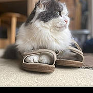 Gizmo is registered to the contest to win money with this photo: cat, slippers, furry, pet, animal, indoor, cozy, relaxed, paws, white, grey, fur, carpet, household, domestic, cute, resting, closeup, mammal, side_view