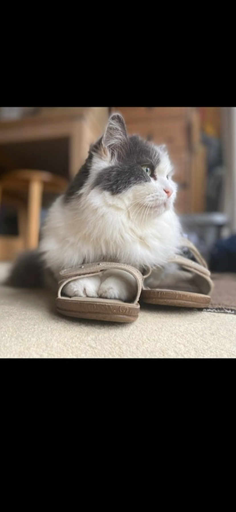 Gizmo is registered to the contest to win money with this photo: cat, slippers, furry, pet, animal, indoor, cozy, relaxed, paws, white, grey, fur, carpet, household, domestic, cute, resting, closeup, mammal, side_view