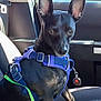dog, black_dog, car_interior, car_seat, harness, leash, pet, animal, window, sunlight, seatbelt, vehicle, side_view, domestic_animal, ears, sitting, indoor, daylight, curious, shiny_coat