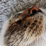 cat, close_up, whiskers, nose, fur, sleeping, pet, animal, texture, cozy, soft, relaxation, muzzle, macro, indoor, cute, feline, resting, portrait, domestic_cat