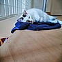 Swell participe au concours pour gagner de l'argent avec cette photo : cat, sleeping, towel, wooden_surface, indoor, white_cat, black_spots, relaxed, feline, floor, resting, cozy, quiet, pet, domestic_animal, soft_towel, calm, napping, fur, household