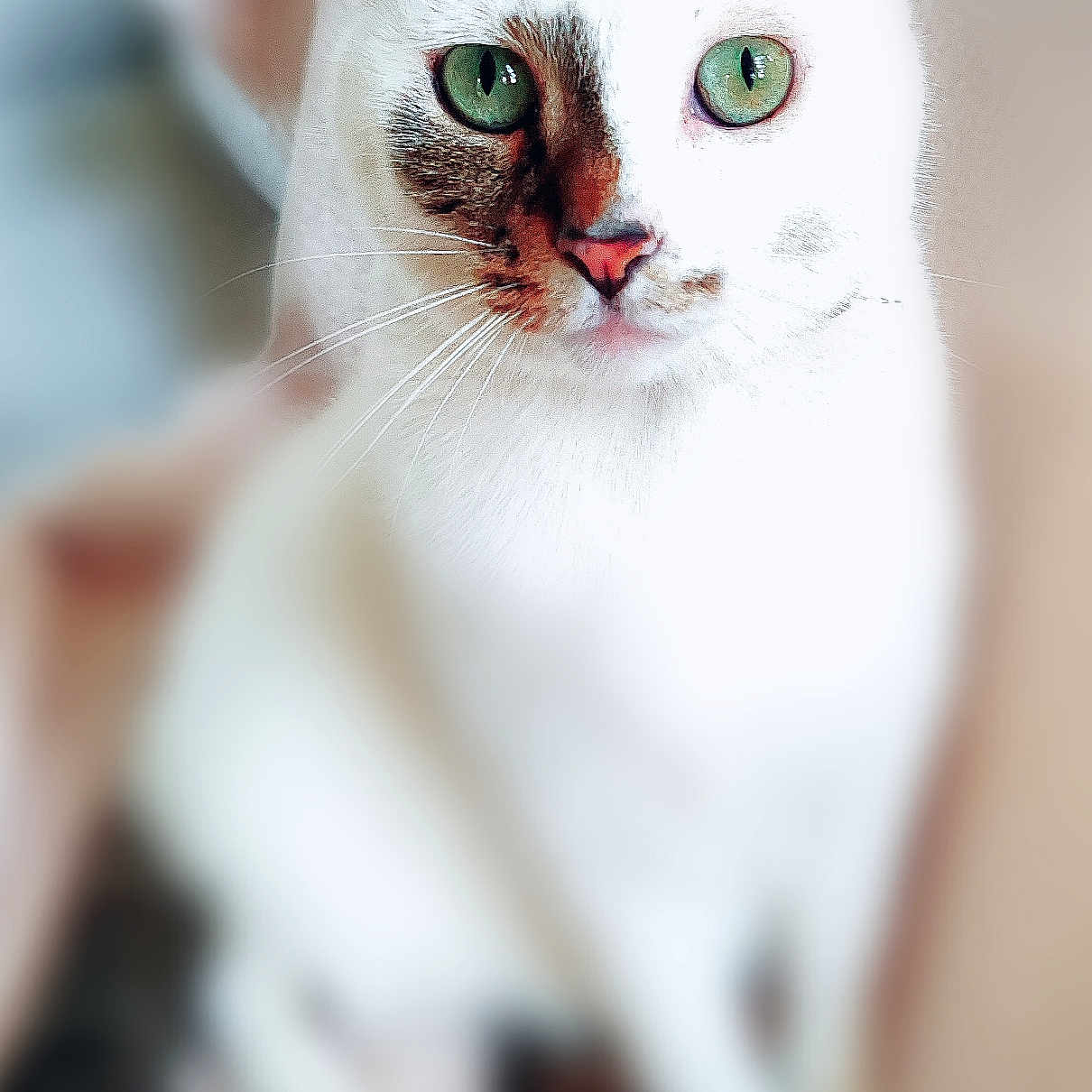 Swell participe au concours pour gagner de l'argent avec cette photo : animal, blurred_background, calm, cat, close_up, cute, domestic_cat, ears, face, feline, fur, green_eyes, indoor, looking, nose, pet, portrait, sitting, whiskers, white_cat