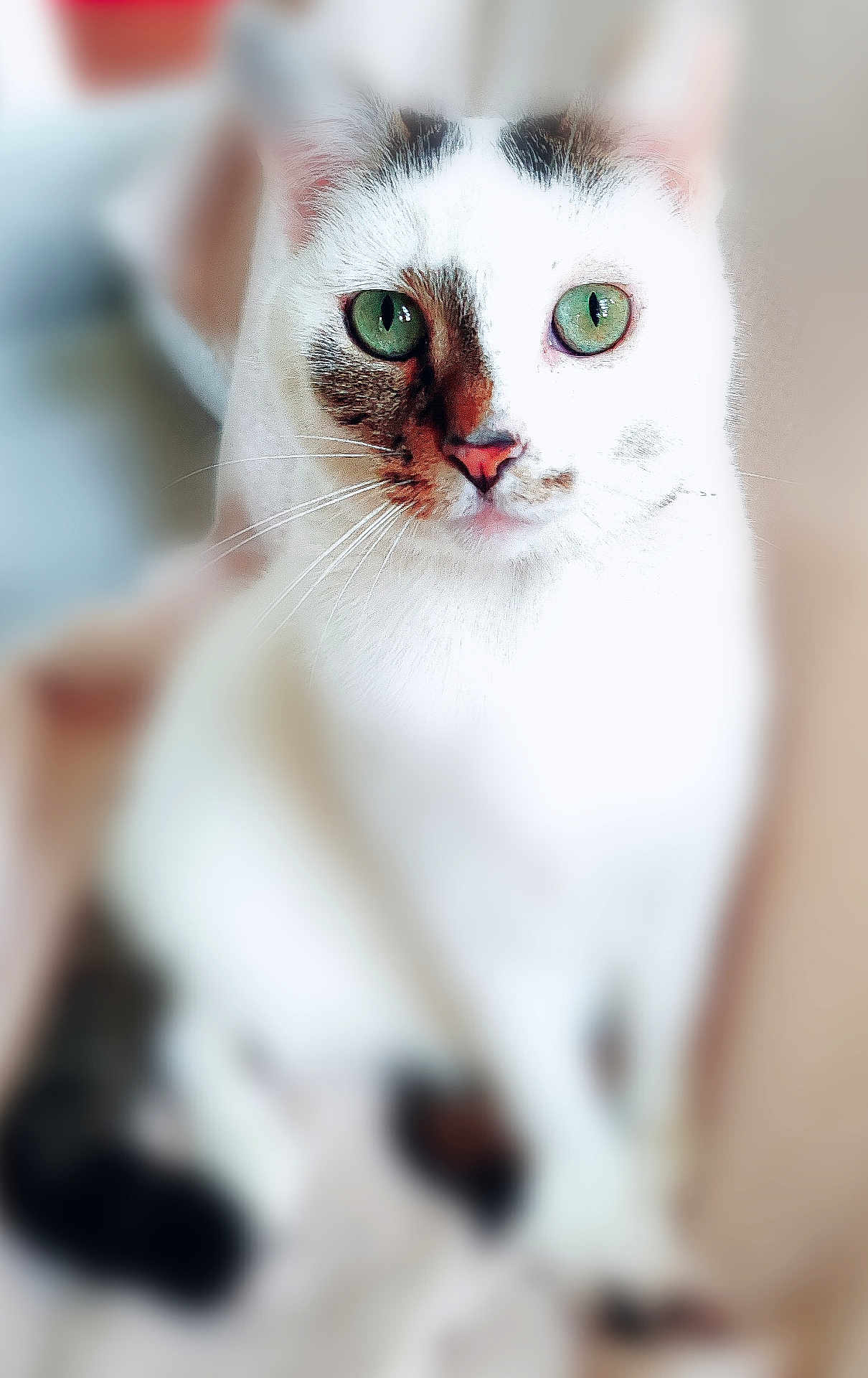 Swell participe au concours pour gagner de l'argent avec cette photo : cat, white_cat, green_eyes, animal, pet, feline, whiskers, face, close_up, sitting, indoor, fur, cute, domestic_cat, portrait, looking, calm, blurred_background, ears, nose