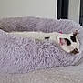 cat, pet_bed, fluffy, sleeping, white_cat, black_spots, couch, gray, interior, mirror, stool, home, cozy, relaxed, furniture, indoor, quiet, resting, animal, domestic