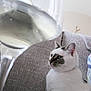 Swell a rejoint le concours — aidez-le/la à gagner de superbes lots ! cat, wine_glass, couch, gray, white, person_partial, striped_clothing, indoor, pet, feline, glass, drink, curious, sitting, closeup, domestic, relaxing, home, cozy, furniture