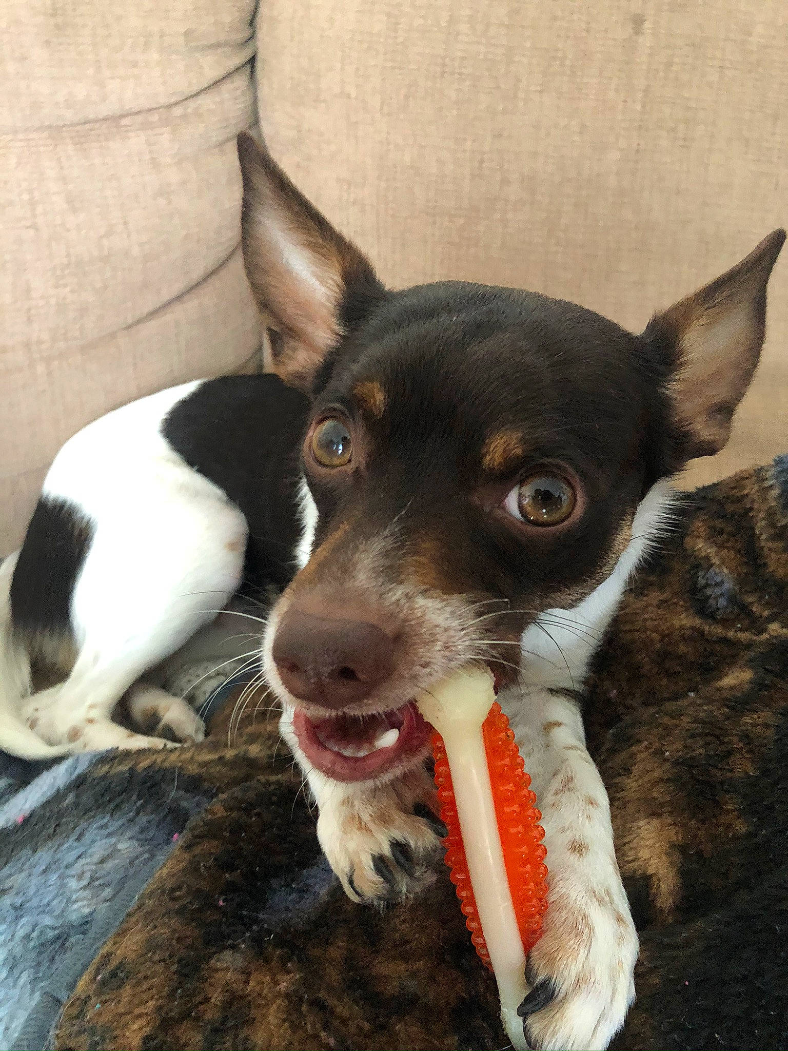 Spencer James is registered to the contest to win money with this photo: canidae, carnivore, dog, dog_breed, feist, fox_terrier, mammal, mcnab, miniature_fox_terrier, rare_breed_dog, rat_terrier, ratonero_bodeguero_andaluz, smooth_fox_terrier, snout, sporting_group, teddy_roosevelt_terrier, tenterfield_terrier, terrier, toy_fox_terrier, vertebrate