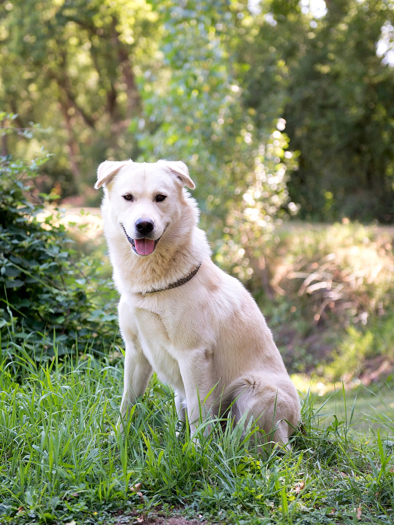 Malibu participe au concours pour gagner de l'argent avec cette photo : canidae, carnivore, collar, companion_dog, dog, dog_breed, golden_retriever, gun_dog, hunting_dog, labrador_retriever, livestock_guardian_dog, mammal, retriever, snout, sporting_group, tail, working_animal, working_dog