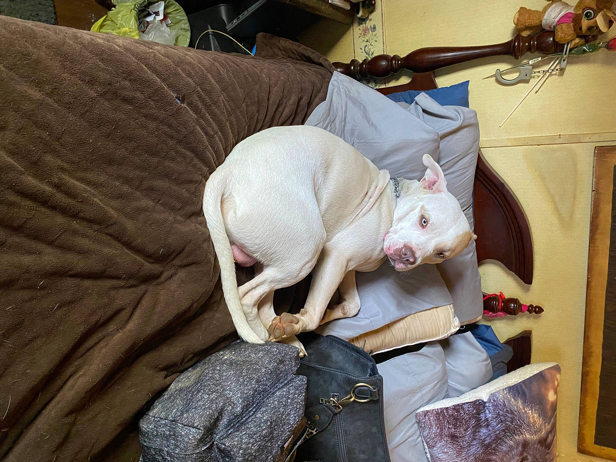 Buddy Boy is registered to the contest to win money with this photo: canidae, carmine, carnivore, cat, comfort, companion_dog, couch, dog_breed, domestic_short_haired_cat, fawn, felidae, fur, head, linens, room, small_to_medium_sized_cats, snout, sporting_group, tail, whiskers