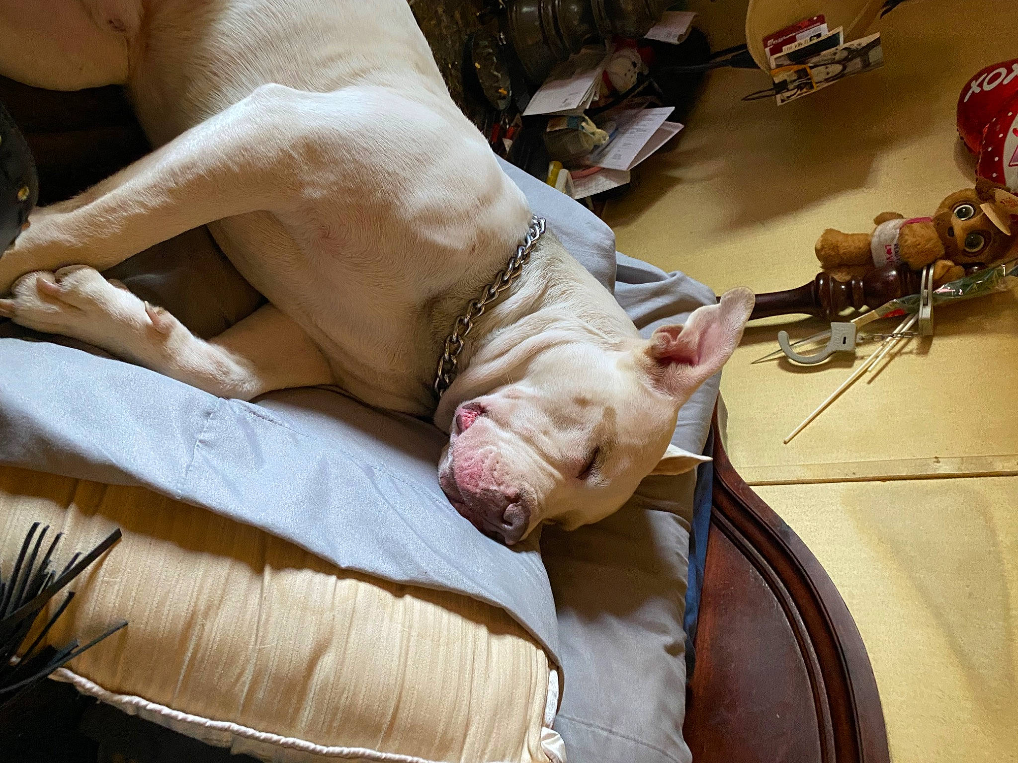 Buddy Boy is registered to the contest to win money with this photo: barefoot, carnivore, comfort, companion_dog, dog, dress, fawn, flooring, foot, fur, human_leg, knee, nail, sporting_group, tableware, textile, thigh, wood, wrinkle, wrist