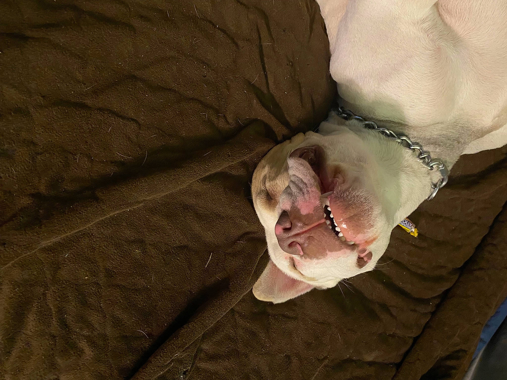 Buddy Boy is registered to the contest to win money with this photo: canidae, carnivore, comfort, companion_dog, dog, dog_breed, fang, flesh, jaw, paw, snout, sporting_group, tooth, whiskers, wrinkle