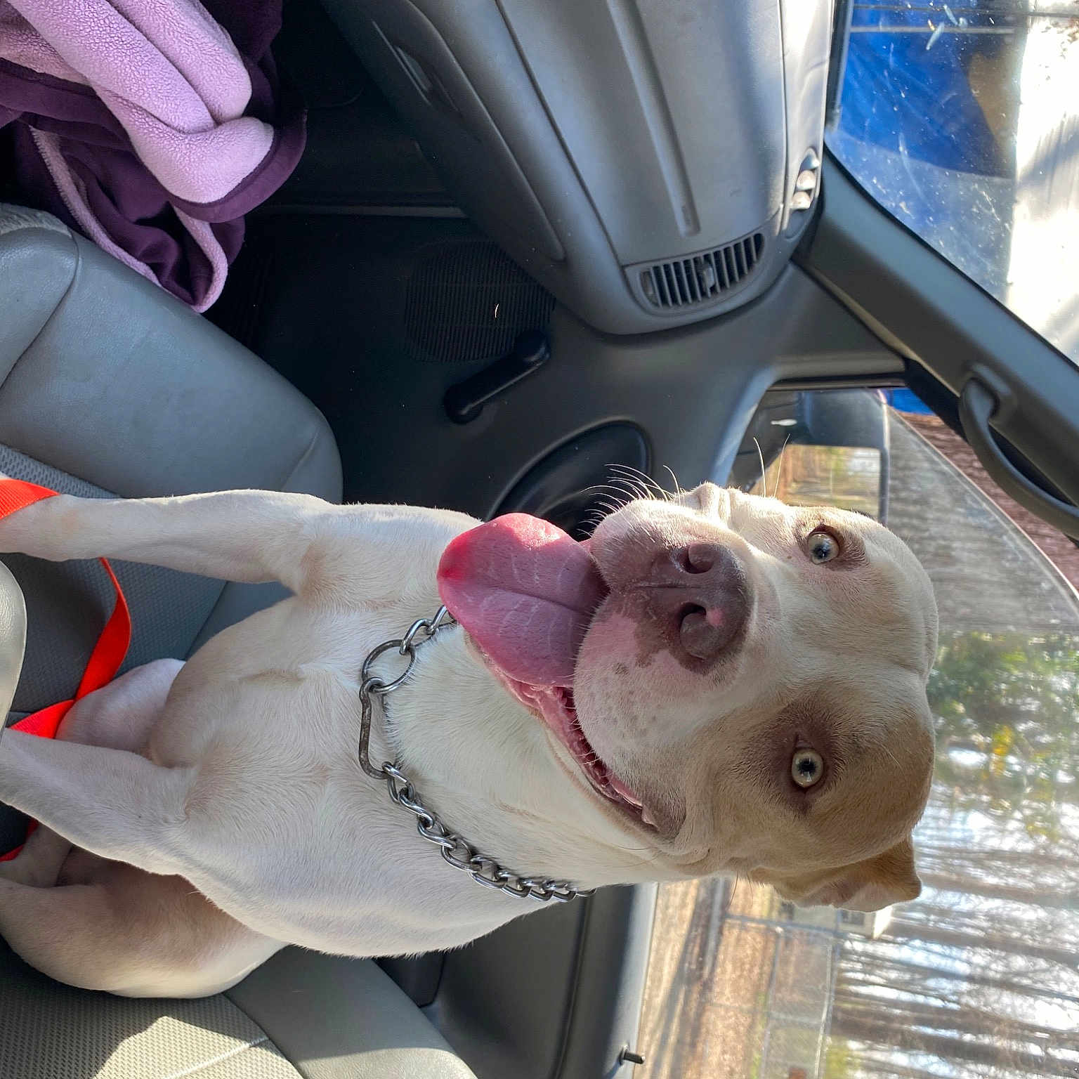 Buddy Boy joined the competition — help win amazing prizes! auto_part, automotive_design, automotive_exterior, car, car_seat, car_seat_cover, carnivore, collar, companion_dog, dog, dog_breed, dog_collar, family_car, fawn, motor_vehicle, toy, vehicle, vehicle_door, white, window