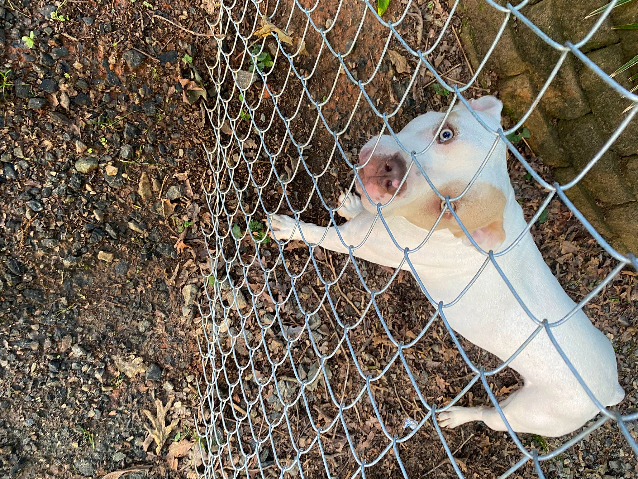 Buddy Boy joined the competition — help win amazing prizes! animal_shelter, beak, cage, carnivore, chain_link_fencing, dog_breed, fawn, felidae, fence, grass, home_fencing, mesh, net, pet_supply, snout, tail, terrestrial_animal, whiskers, wire_fencing, wood