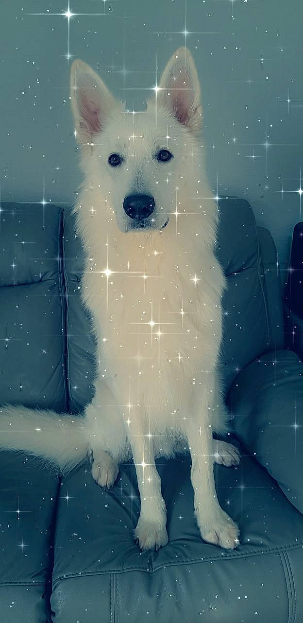 Olaf a rejoint le concours — aidez-le/la à gagner de superbes lots ! blue, canidae, carnivore, collar, companion_dog, dog, dog_breed, electric_blue, fawn, fur, light, snout, snow, sporting_group, tail, terrestrial_animal, whiskers, white, winter, working_animal