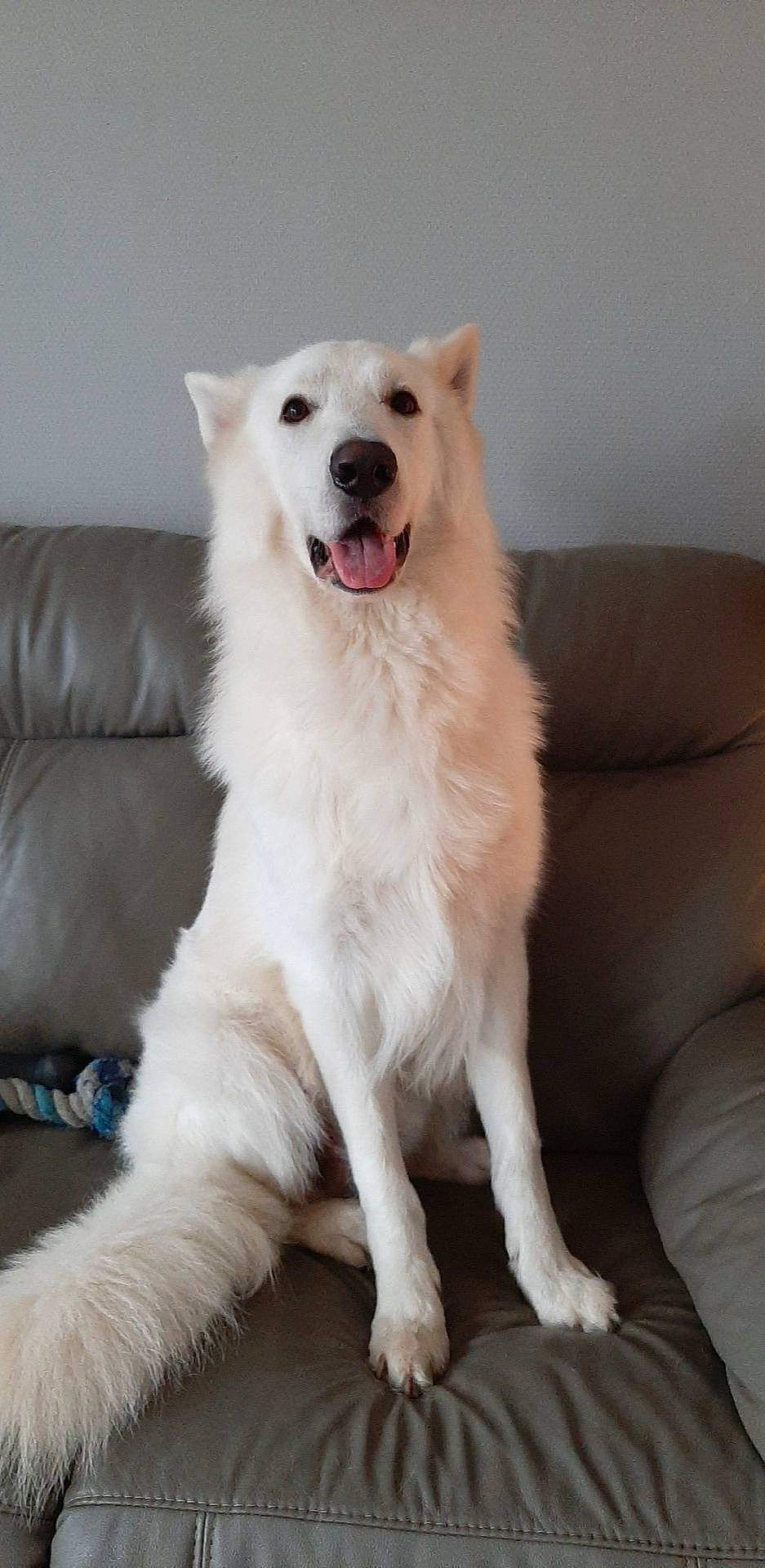 Olaf participe au concours pour gagner de l'argent avec cette photo : carnivore, collar, comfort, companion_dog, couch, dog, dog_breed, dog_supply, fang, fur, non_sporting_group, paw, pet_supply, smile, snout, sporting_group, volpino_italiano, whiskers, working_animal, working_dog