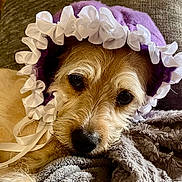 Trixie joined the competition — help win amazing prizes! animal, blanket, bonnet, close_up, cozy, cute, dog, eyes, face, fur, indoor, pet, portrait, purple, relaxed, resting, snug, soft, texture, white_ruffles