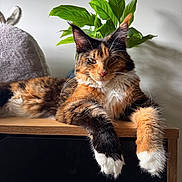 Xéna participe au concours pour gagner de l'argent avec cette photo : bunny_ears, calico, cat, cozy, domestic, ears, face, feline, fluffy_paws, fur, green_leaves, indoor, pet, plant, plush_toy, relaxed, shadow, table, whiskers, wooden_surface