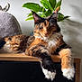 bunny_ears, calico, cat, cozy, domestic, ears, face, feline, fluffy_paws, fur, green_leaves, indoor, pet, plant, plush_toy, relaxed, shadow, table, whiskers, wooden_surface