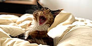 Xéna participe au concours pour gagner de l'argent avec cette photo : abyssinian, animal, bed, bedroom, blanket, bodypart, cat, couch, face, furniture, head, indoors, kitten, manx, mouth, person, pet, room, teeth, tongue