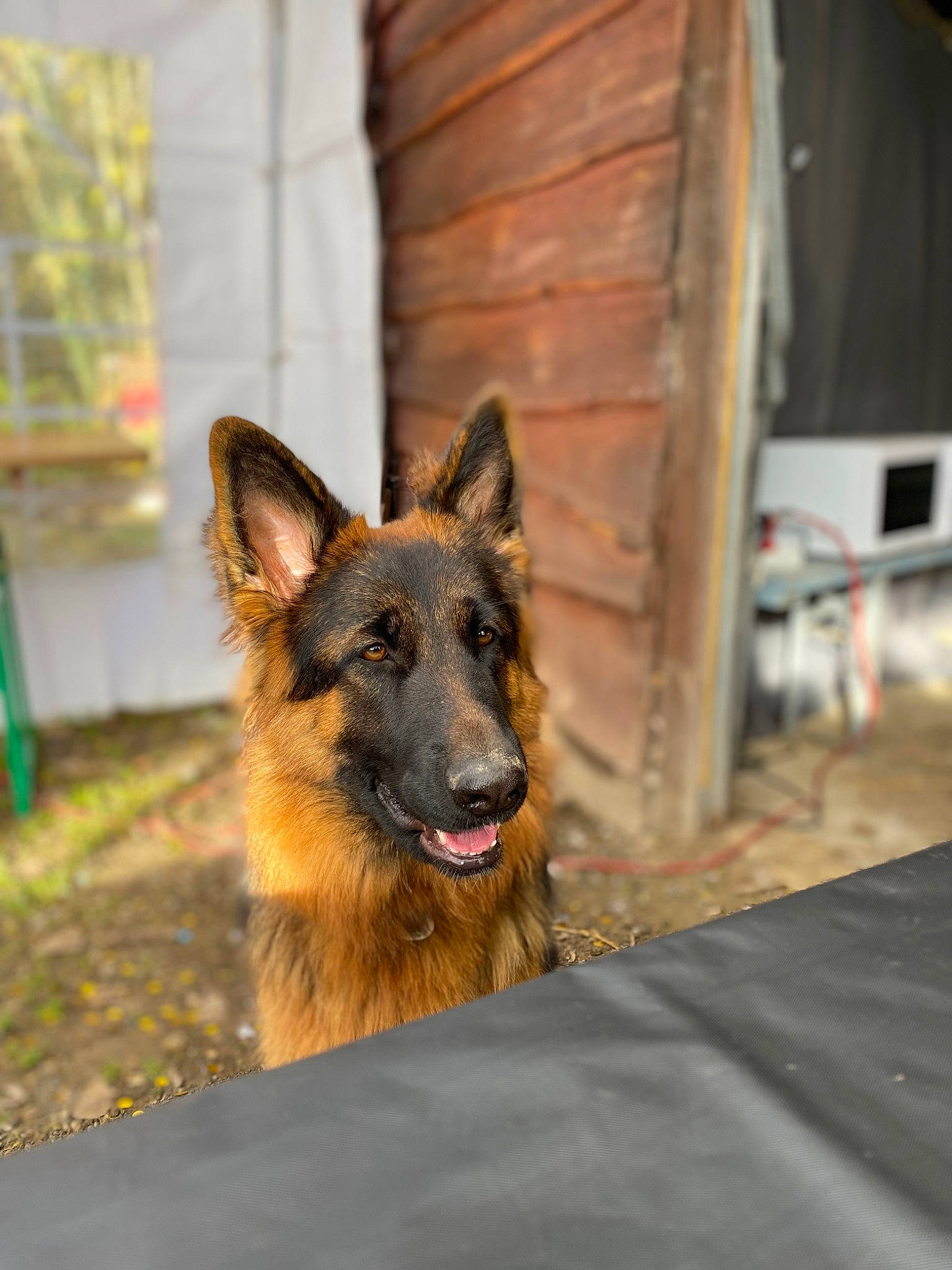 Saphir a rejoint le concours — aidez-le/la à gagner de superbes lots ! belgian_shepherd_malinois, canidae, carnivore, dog, dog_breed, dog_supply, east_european_shepherd, fawn, german_shepherd_dog, guard_dog, herding_dog, king_shepherd, old_german_shepherd_dog, snout, sporting_group, terrestrial_animal, wildlife, wood, working_dog