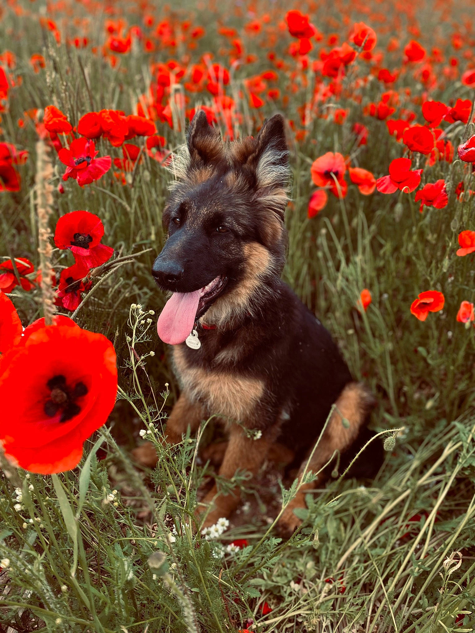 Saphir a rejoint le concours — aidez-le/la à gagner de superbes lots ! annual_plant, canidae, carnivore, companion_dog, corn_poppy, dog, dog_breed, dog_supply, fawn, field, flower, flowering_plant, grass, grassland, herbaceous_plant, petal, plant, prairie, sporting_group, wildlife
