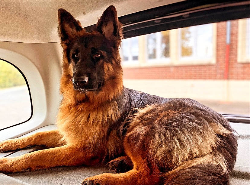 Saphir a rejoint le concours — aidez-le/la à gagner de superbes lots ! belgian_shepherd_malinois, canidae, carnivore, companion_dog, dog, dog_breed, east_european_shepherd, fawn, fur, german_shepherd_dog, heat, herding_dog, king_shepherd, old_german_shepherd_dog, snout, sporting_group, terrestrial_animal, whiskers, window, working_dog