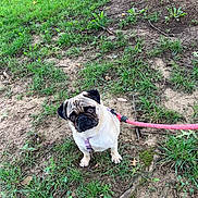Rocky is registered to the contest to win money with this photo: pug, dog, leash, grass, dirt, outdoor, pet, animal, canine, nature, tree_root, leaf, sitting, curious, brown, black_face, small_dog, harness, pink_leash, ground