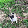 pug, dog, leash, grass, dirt, outdoor, pet, animal, canine, nature, tree_root, leaf, sitting, curious, brown, black_face, small_dog, harness, pink_leash, ground