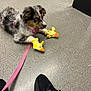 puppy, dog, merle_coat, blue_eyes, duck_toy, plush_toy, yellow_toy, leash, pink_leash, collar, paw, sitting, indoor, speckled_floor, gray_floor, sneaker, shoe, person_leg, playful, cute