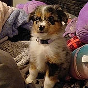 Eli is registered to the contest to win money with this photo: puppy, dog, pet, merle_coat, blue_eyes, collar, fuzzy_blanket, bed, pillow, stuffed_toy, indoors, bedding, fur, sitting, portrait, nose, paws, cute, curious, small_animal