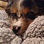 Eli joined the competition — help win amazing prizes! puppy, dog, closeup, blanket, fur, nose, eyes, cozy, sleeping, tricolor, muzzle, whiskers, soft_texture, portrait, indoor, bed, cuddly, nap, cute, snout