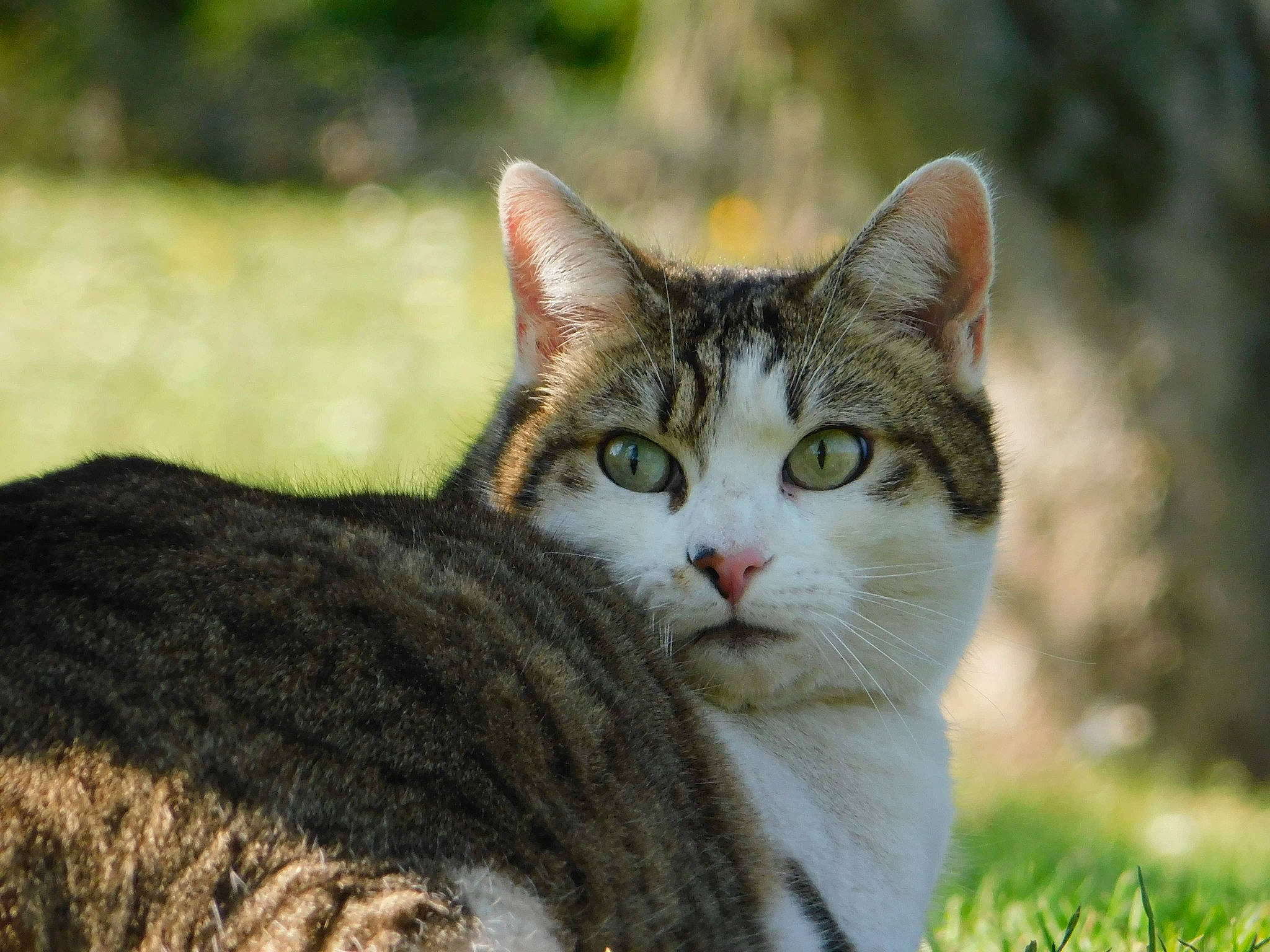 Gypsy a rejoint le concours — aidez-le/la à gagner de superbes lots ! art, carnivore, cat, domestic_short_haired_cat, fawn, felidae, fur, grass, paw, photo_caption, plant, small_to_medium_sized_cats, snout, tail, terrestrial_animal, tree, whiskers, wildlife